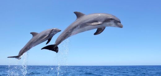 Delfini, persone non umane