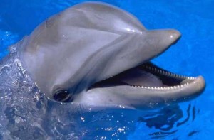 Delfini, persone non umane