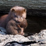 mink1