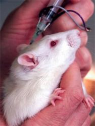 Vivisezione sperimentazione animale sono necessarie al progresso medico scientifico