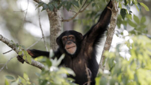 Richiesta di collaborazione Animalisti Onlus - Università Insubria