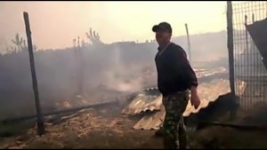 Rifugio Italia a Kiev incendiato, arsi vivi 70 cani