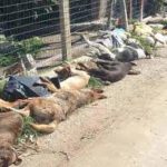 Le ignobili morti dei cani di Sciacca