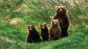La liberazione degli orsi trentini